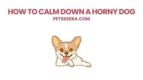 dog is horny|How To Calm Down A Horny Dog